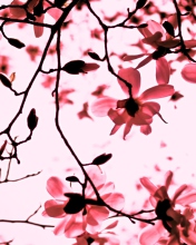 Magnolia Twigs wallpaper 176x220