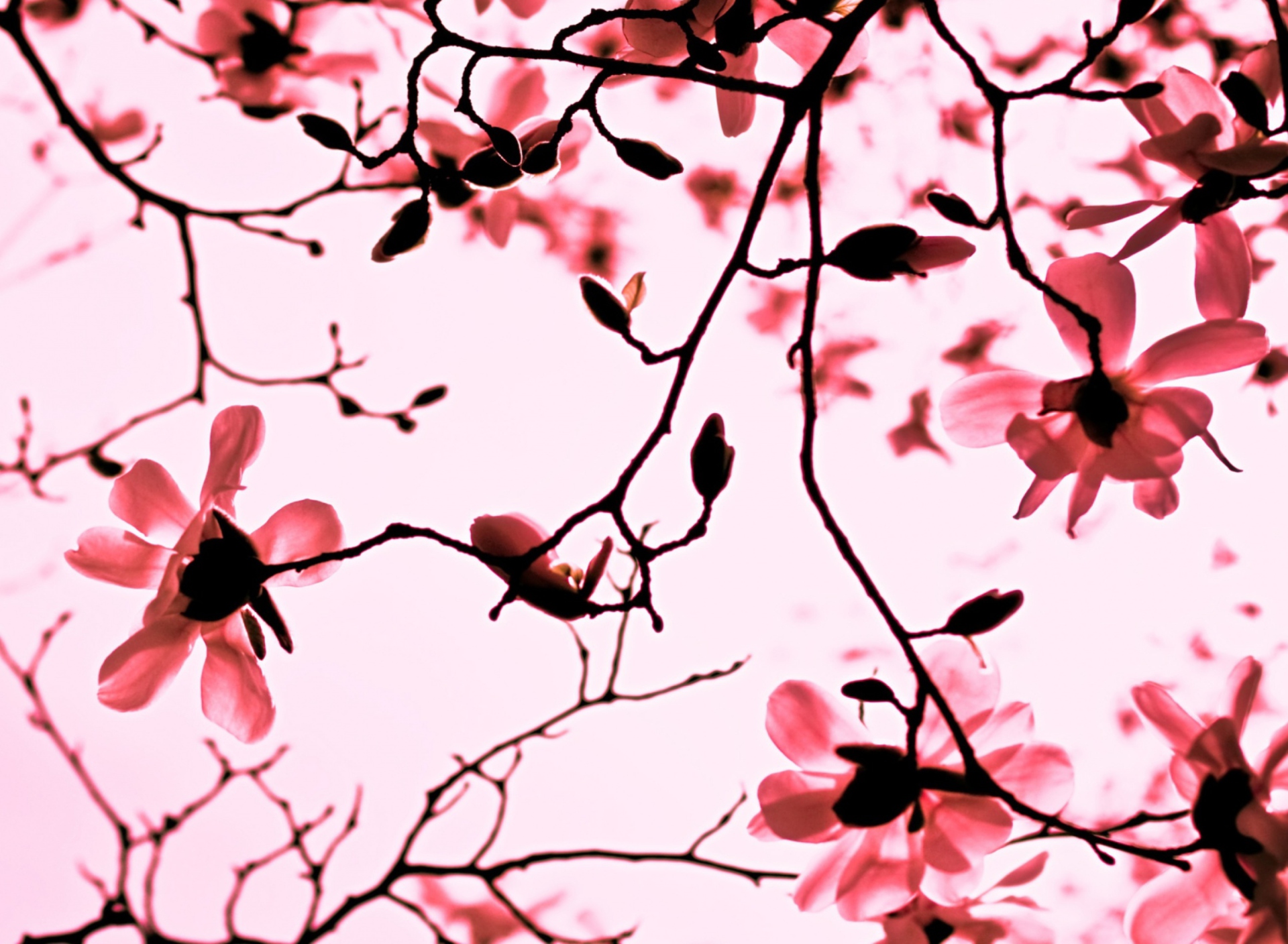 Magnolia Twigs wallpaper 1920x1408