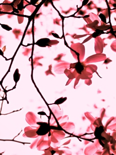 Magnolia Twigs screenshot #1 240x320