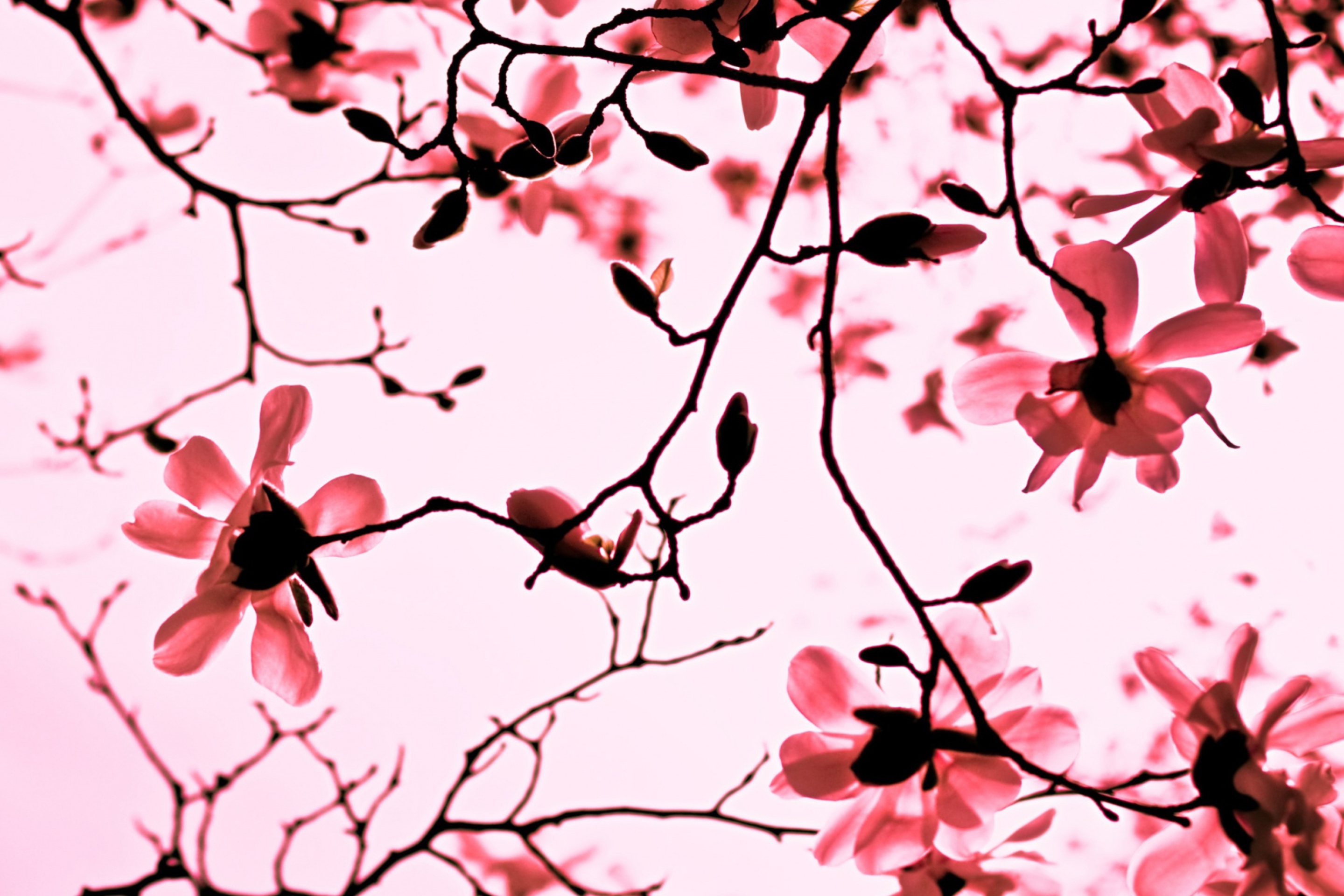 Das Magnolia Twigs Wallpaper 2880x1920