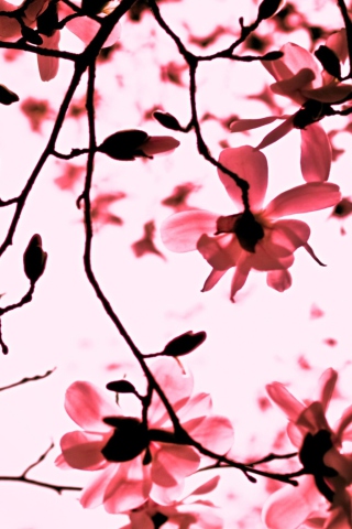 Magnolia Twigs screenshot #1 320x480