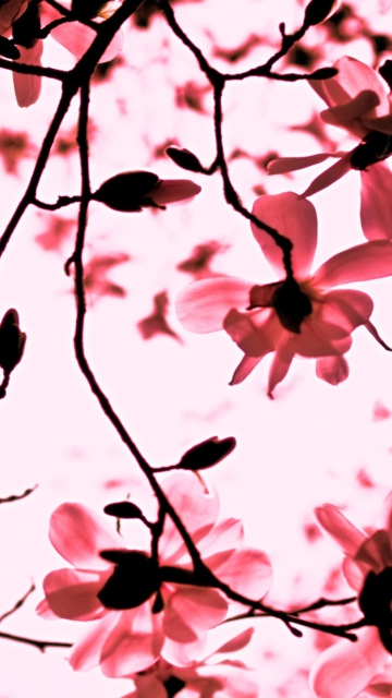 Magnolia Twigs wallpaper 360x640