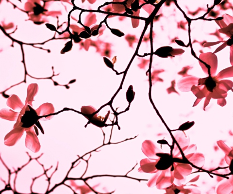 Das Magnolia Twigs Wallpaper 480x400