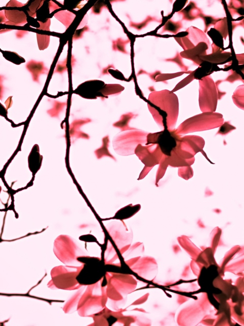 Magnolia Twigs screenshot #1 480x640