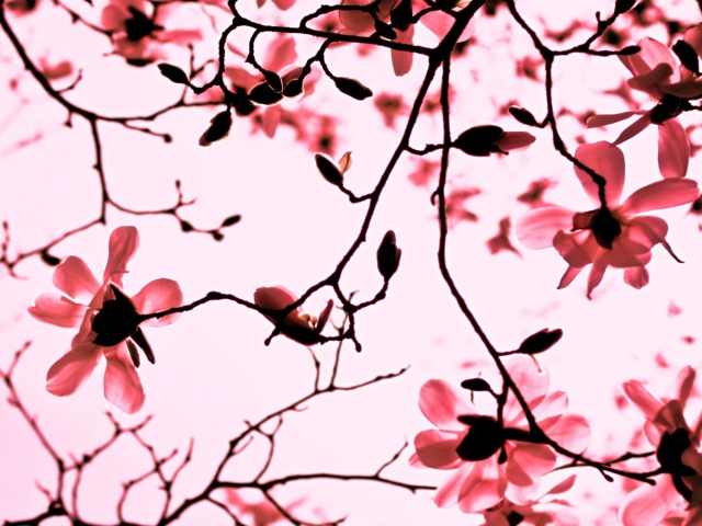 Magnolia Twigs wallpaper 640x480