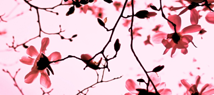 Fondo de pantalla Magnolia Twigs 720x320