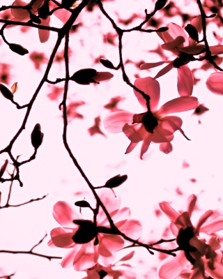 Magnolia Twigs Wallpaper for Nokia C1-01