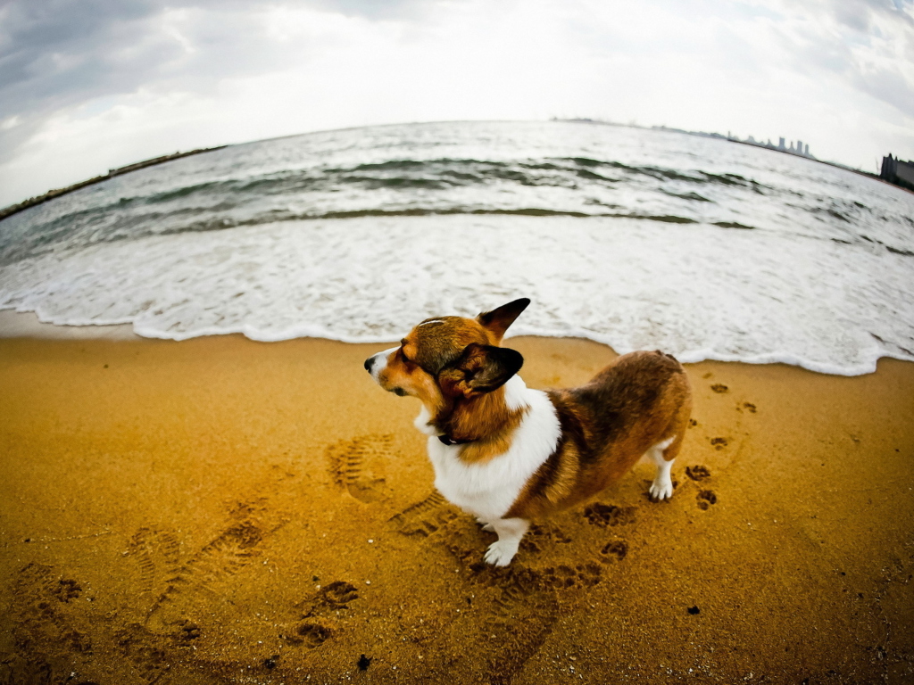 Dog On Beach wallpaper 1024x768