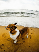 Das Dog On Beach Wallpaper 132x176