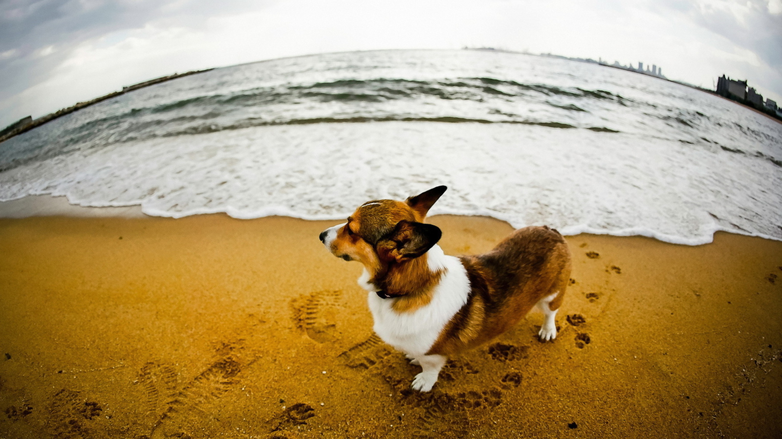 Dog On Beach screenshot #1 1600x900