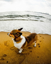 Das Dog On Beach Wallpaper 176x220