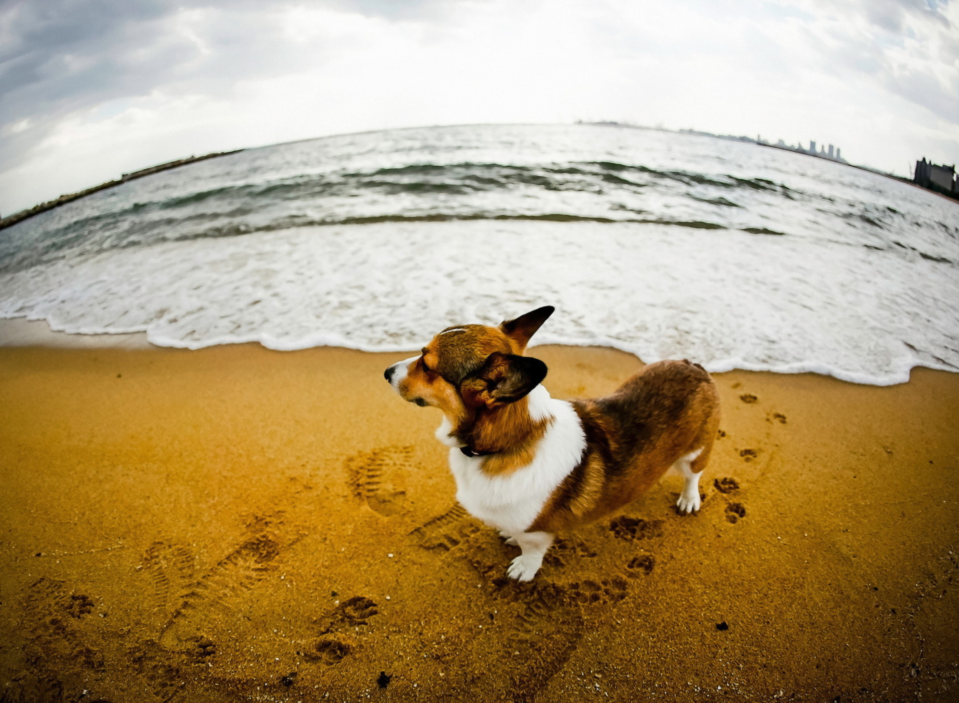Das Dog On Beach Wallpaper 1920x1408