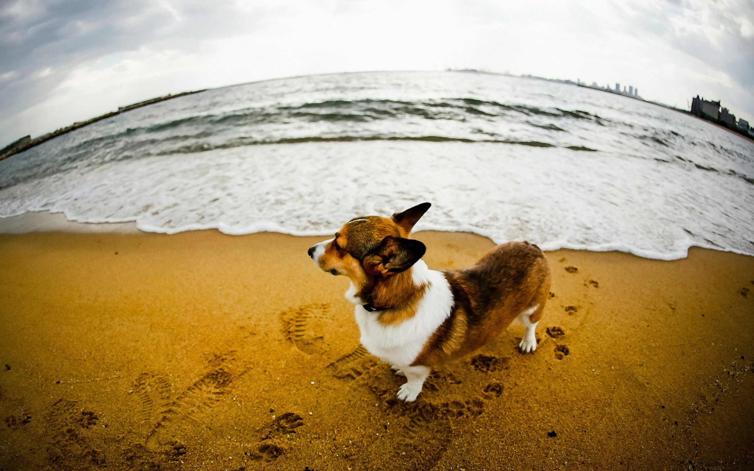 Dog On Beach wallpaper 2560x1600