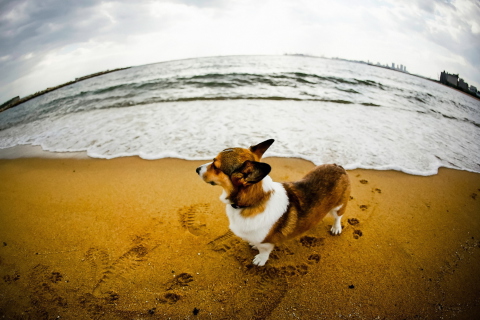 Das Dog On Beach Wallpaper 480x320