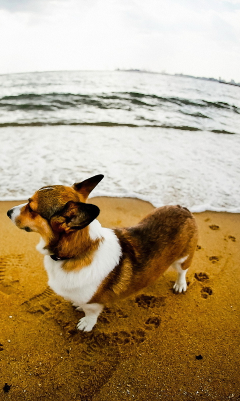 Das Dog On Beach Wallpaper 480x800
