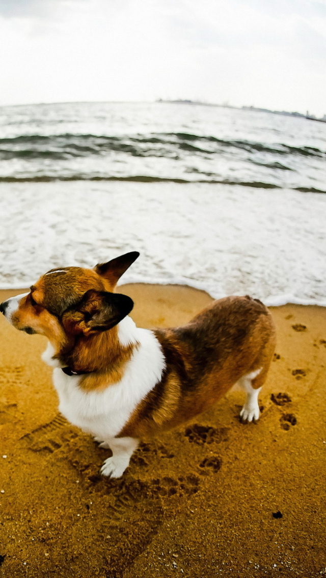 Das Dog On Beach Wallpaper 640x1136