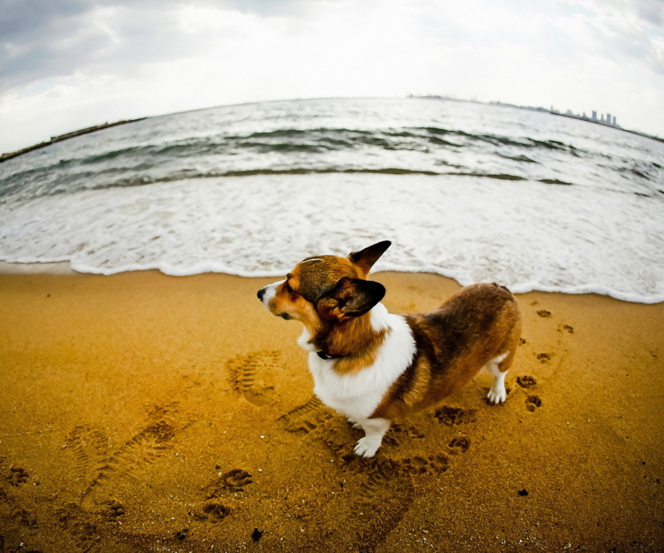 Das Dog On Beach Wallpaper 960x800