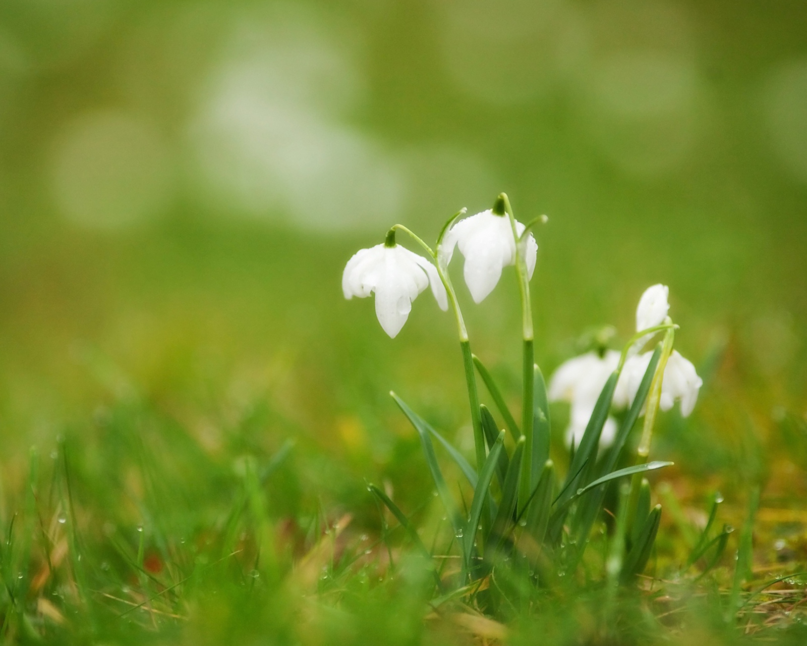 Обои Cute Snowdrops 1600x1280