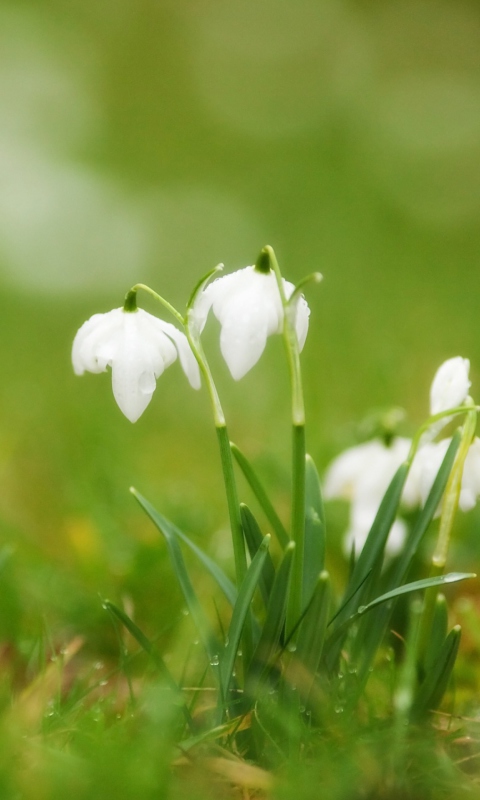 Sfondi Cute Snowdrops 480x800