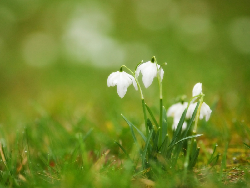 Обои Cute Snowdrops 800x600