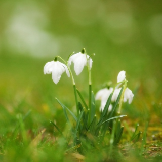 Cute Snowdrops - Obrázkek zdarma pro 1024x1024