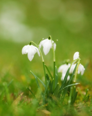 Cute Snowdrops - Obrázkek zdarma pro 320x480