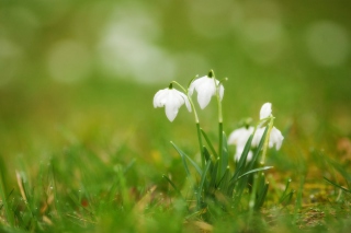 Cute Snowdrops Wallpaper for Android, iPhone and iPad