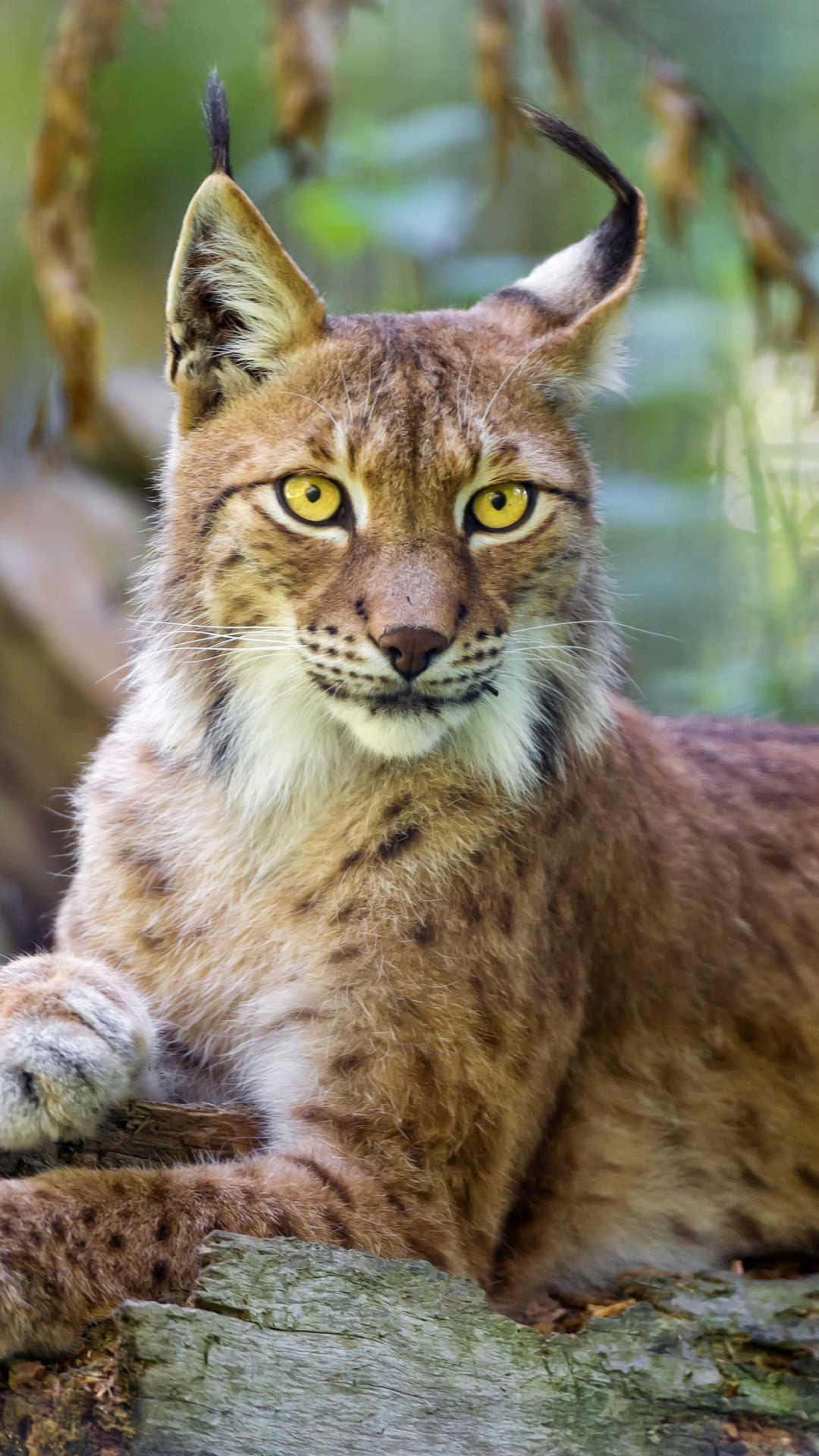 Fondo de pantalla Lynx in the East Siberian forests 1080x1920