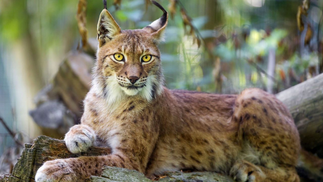 Fondo de pantalla Lynx in the East Siberian forests 1280x720