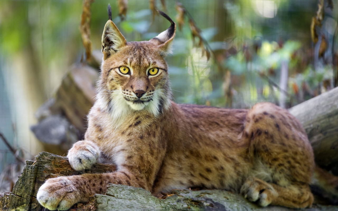 Lynx in the East Siberian forests wallpaper 1280x800