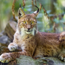 Fondo de pantalla Lynx in the East Siberian forests 128x128