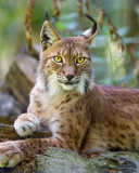 Lynx in the East Siberian forests wallpaper 128x160