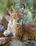 Sfondi Lynx in the East Siberian forests 128x160