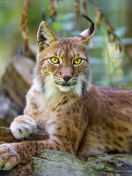 Lynx in the East Siberian forests wallpaper 132x176