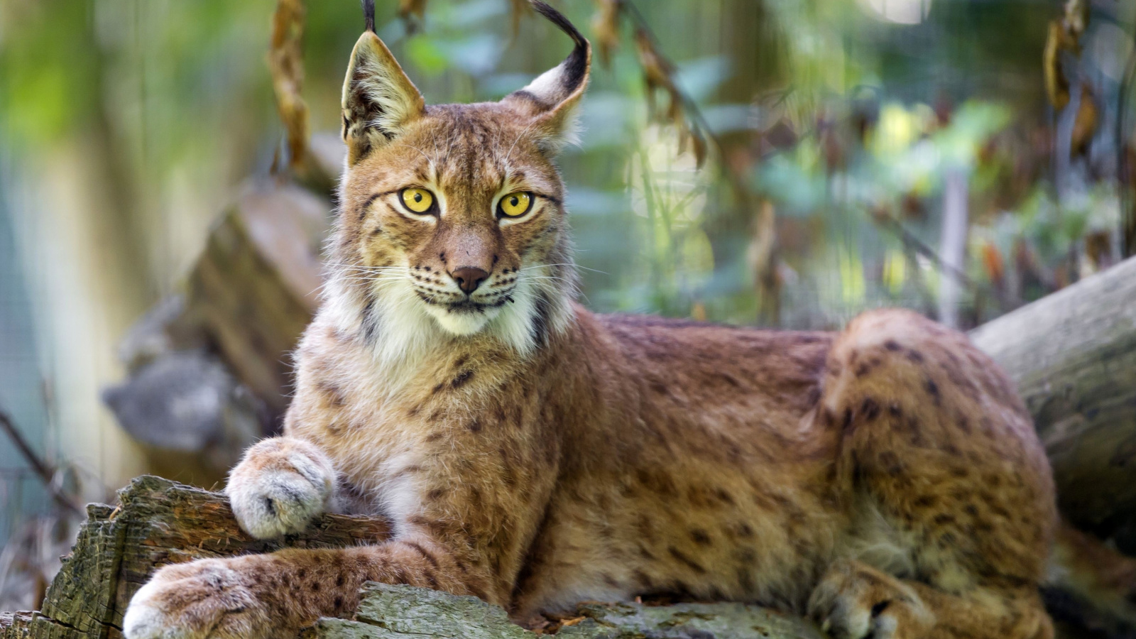 Lynx in the East Siberian forests screenshot #1 1600x900