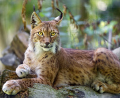 Lynx in the East Siberian forests wallpaper 176x144