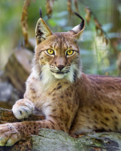 Lynx in the East Siberian forests wallpaper 176x220