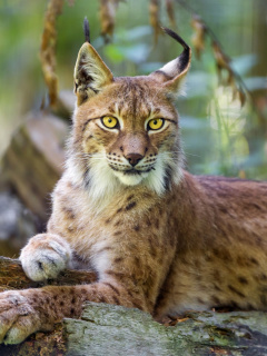 Das Lynx in the East Siberian forests Wallpaper 240x320