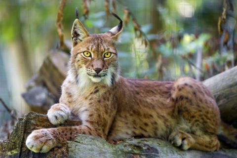 Lynx in the East Siberian forests wallpaper 480x320