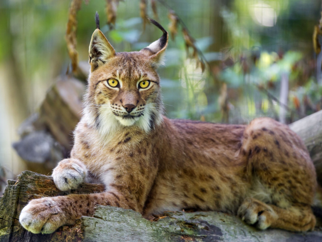Das Lynx in the East Siberian forests Wallpaper 640x480