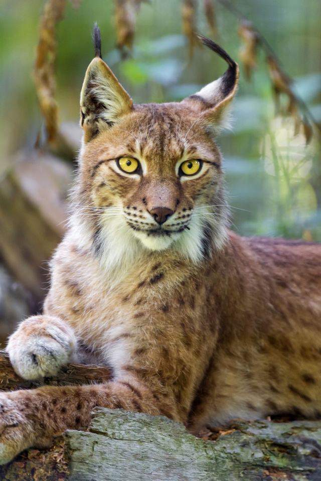 Sfondi Lynx in the East Siberian forests 640x960