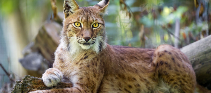 Sfondi Lynx in the East Siberian forests 720x320