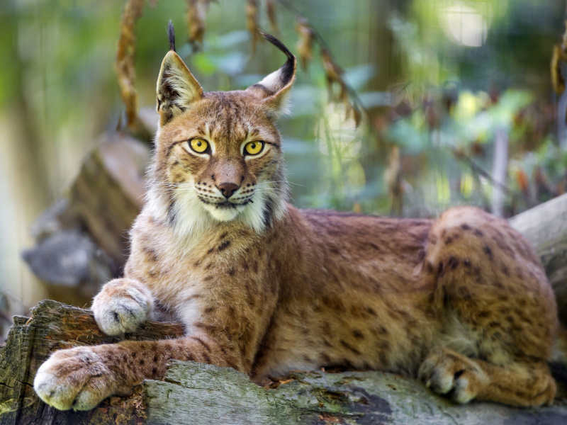 Lynx in the East Siberian forests wallpaper 800x600