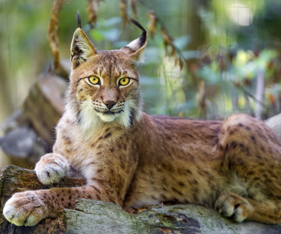Lynx in the East Siberian forests wallpaper 960x800