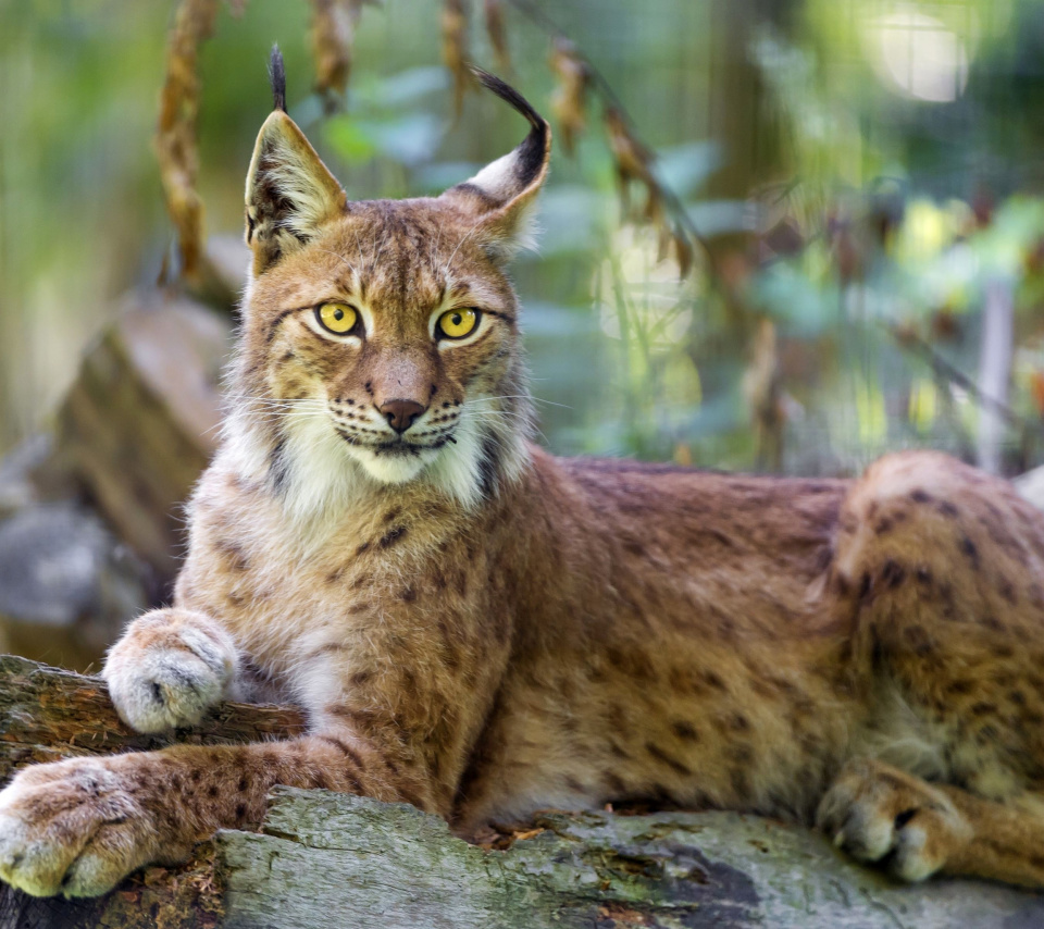 Lynx in the East Siberian forests wallpaper 960x854