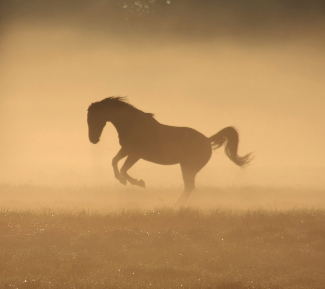 Mustang In Dust wallpaper 1080x960