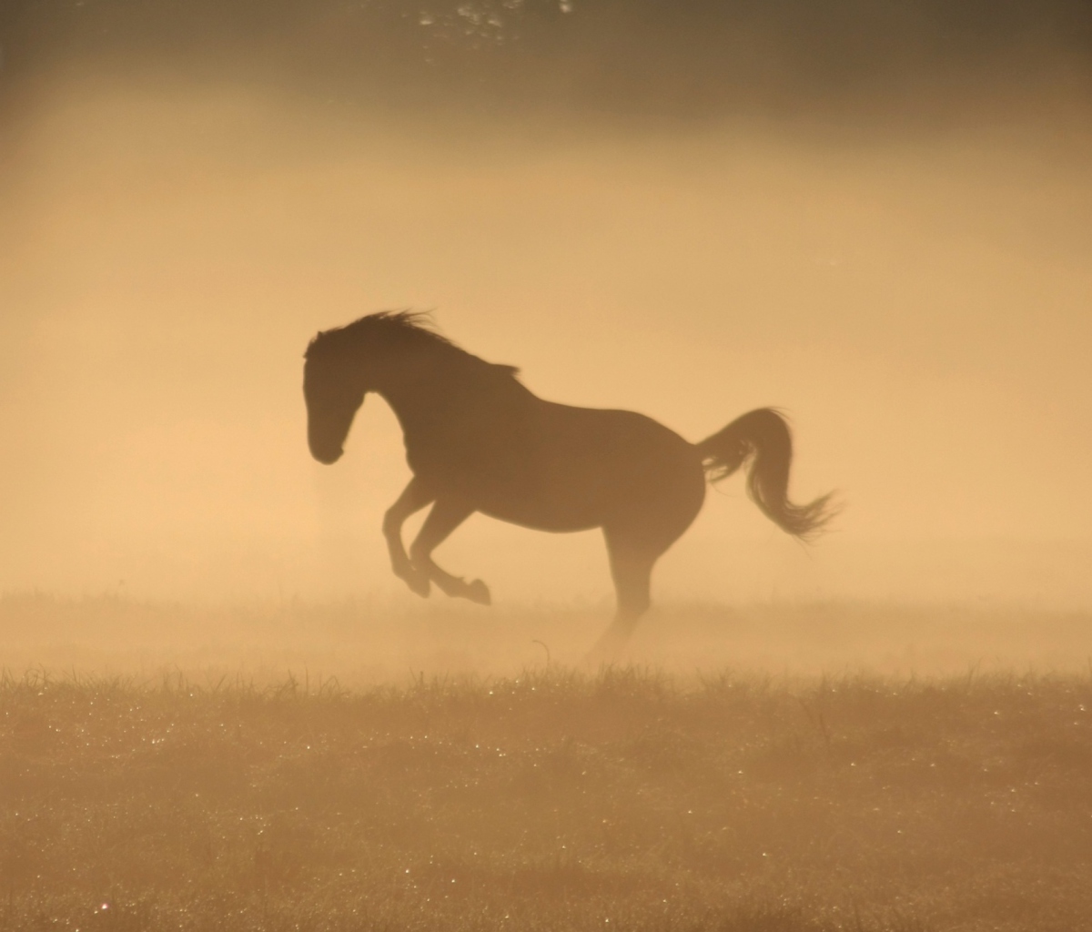 Mustang In Dust screenshot #1 1200x1024