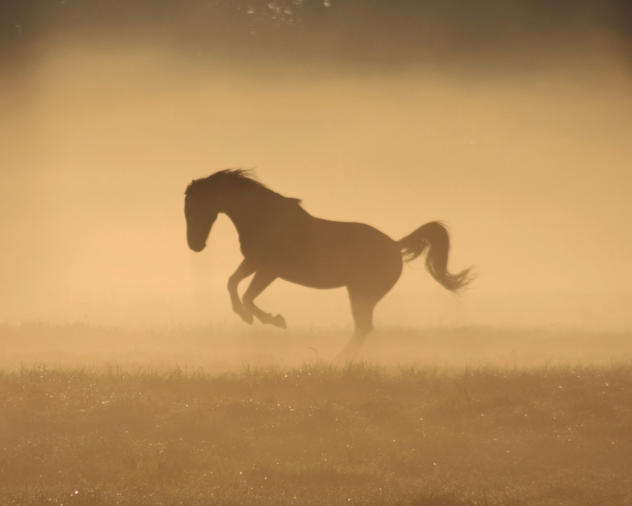 Mustang In Dust wallpaper 1280x1024