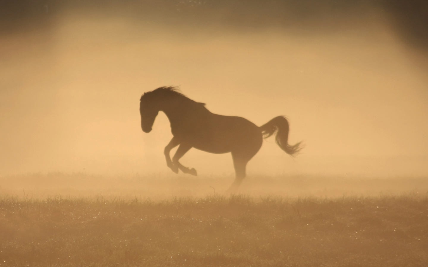 Sfondi Mustang In Dust 1440x900