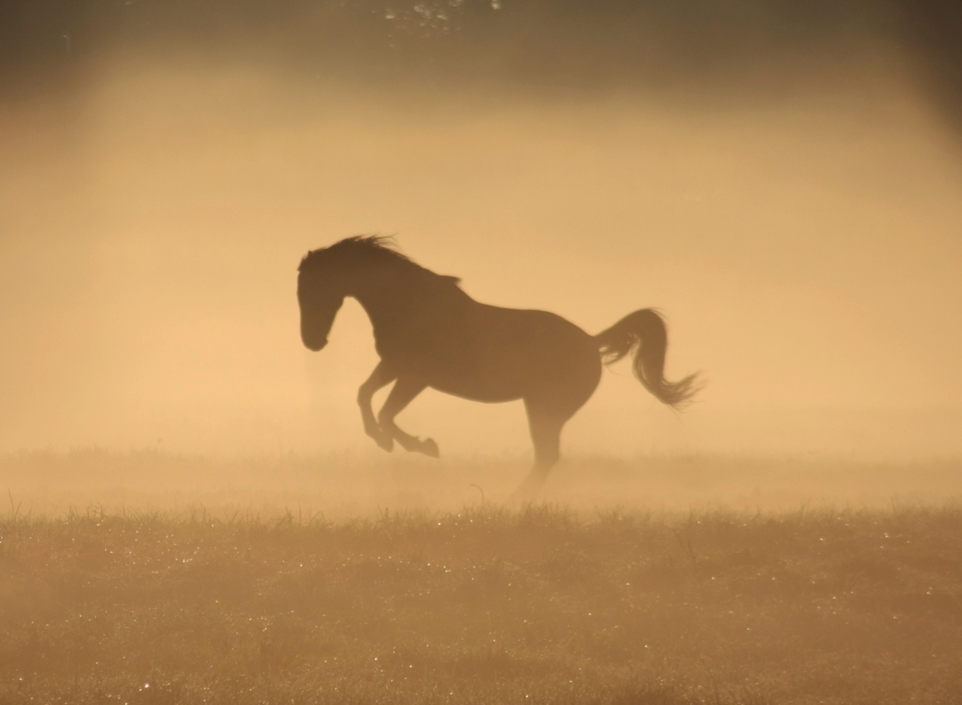 Mustang In Dust screenshot #1 1920x1408